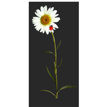 Karikakar lepatriinu / Naiste T-särk - must   